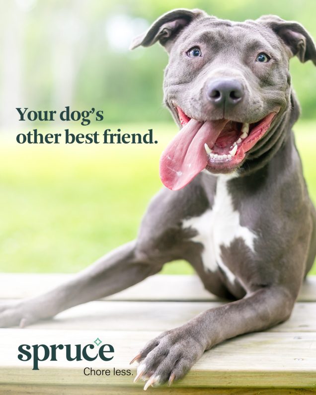 Apartments in Northwest San Antonio Your pet-friendly dog's other friend - spruce.